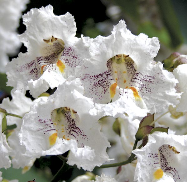 Take a close look at these flowers of Northern Catalpa. Flowers of the later-blooming Southern Catalpa are a little smaller and just as beautiful. Photo by Ken Moore.
