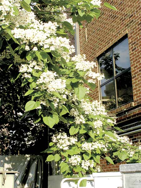 The tall flower-covered Northern Catalpa behind Weaver Street Market. Photo by Ken Moore.